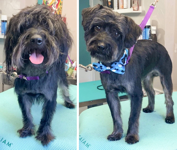 Animals Before And After Grooming (25 pics)