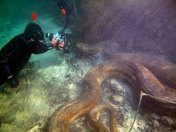 Amazing Finds In The Deep Sea (30 pics)