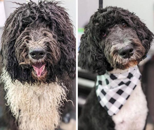 Animals Before And After Grooming (25 pics)