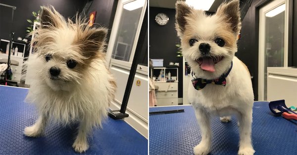 Animals Before And After Grooming (25 pics)