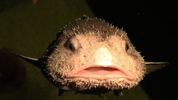 Amazing Finds In The Deep Sea (30 pics)