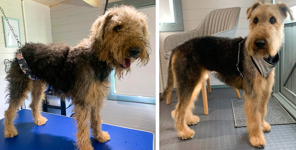 Animals Before And After Grooming (25 pics)