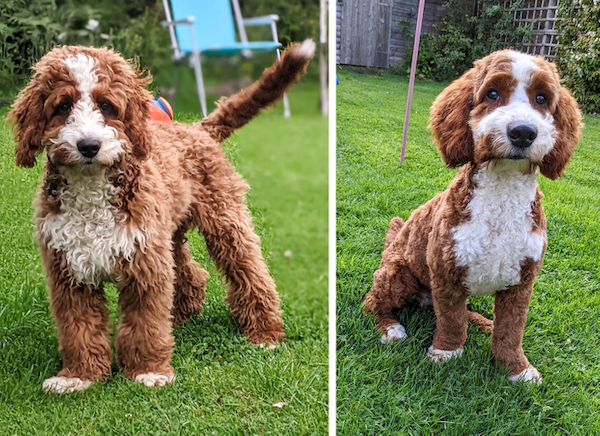 Animals Before And After Grooming (25 pics)