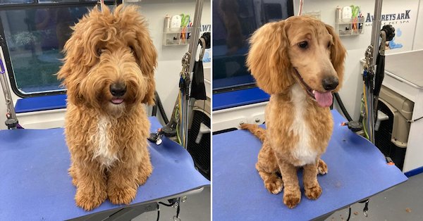 Animals Before And After Grooming (25 pics)