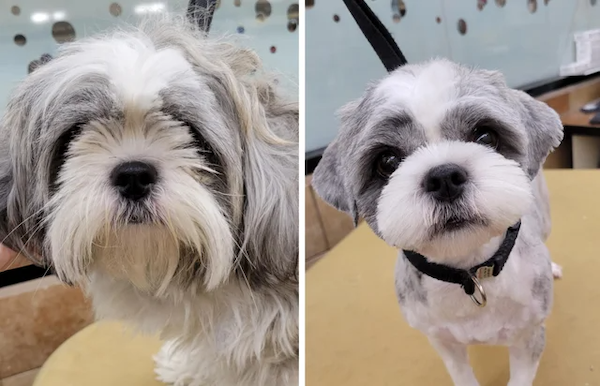 Animals Before And After Grooming (25 pics)