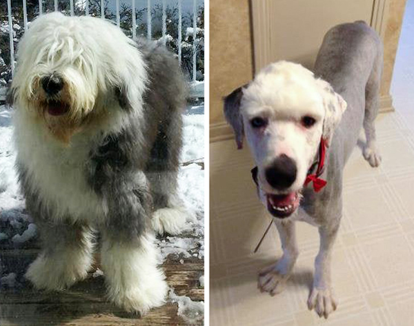 Animals Before And After Grooming (25 pics)