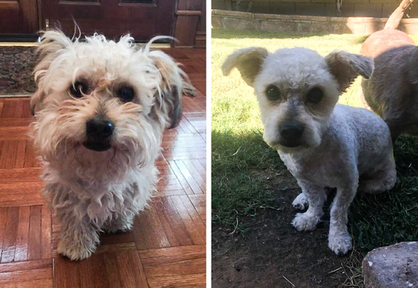 Animals Before And After Grooming (25 pics)