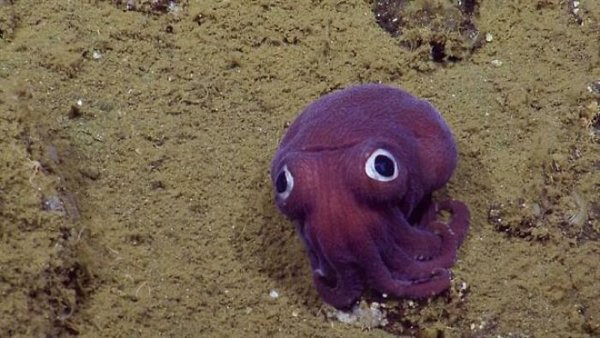 Amazing Finds In The Deep Sea (30 pics)