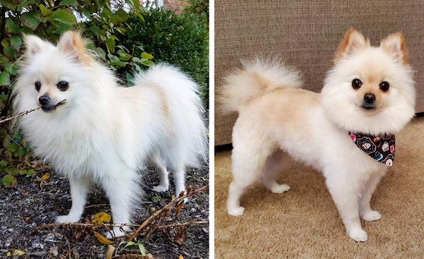 Animals Before And After Grooming (25 pics)