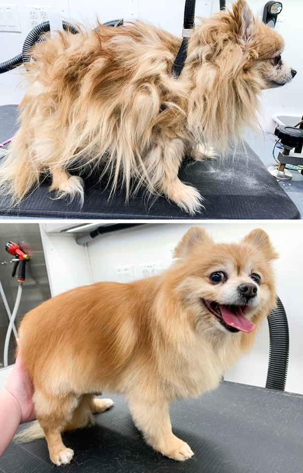 Animals Before And After Grooming (25 pics)