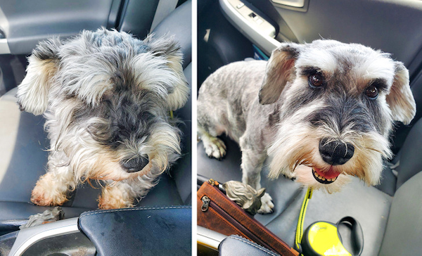 Animals Before And After Grooming (25 pics)