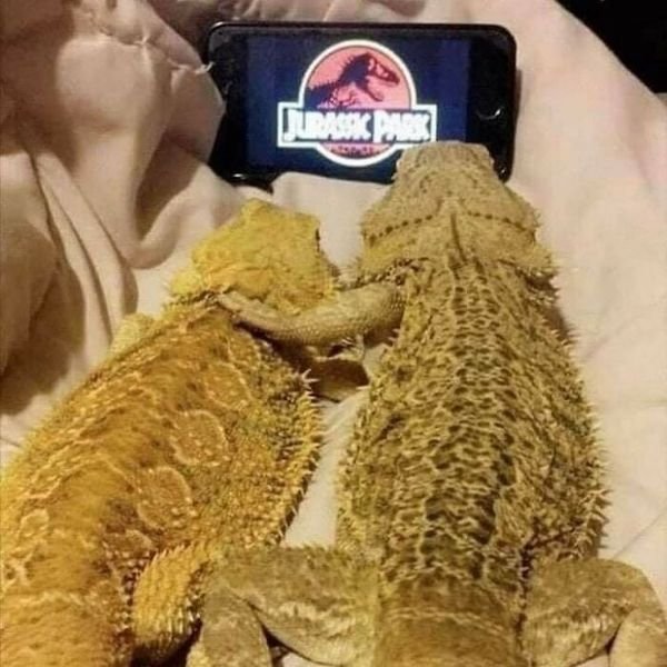 Unusual Finds And Situations (32 pics)