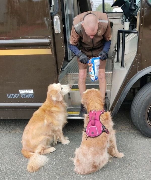 Funny Dogs And Delivery Drivers (25 pics)