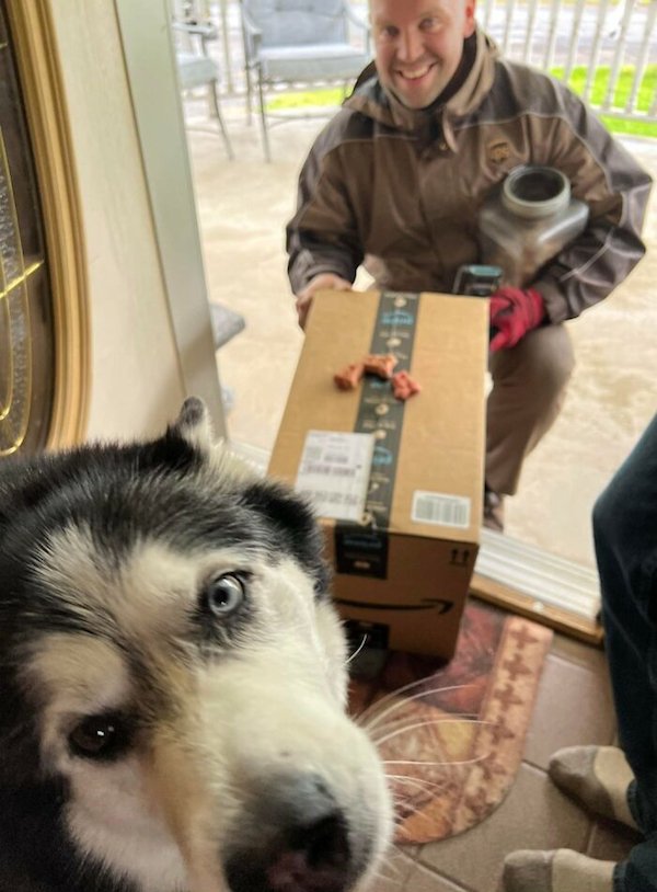 Funny Dogs And Delivery Drivers (25 pics)