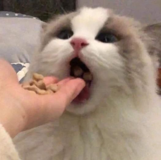 Cute And Funny Animals (36 pics)