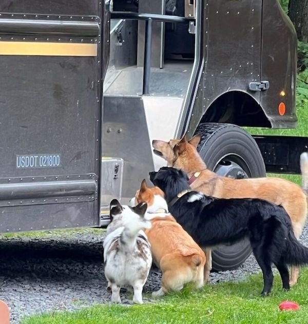 Funny Dogs And Delivery Drivers (25 pics)
