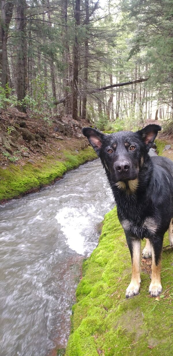 Cute Dogs (26 pics)