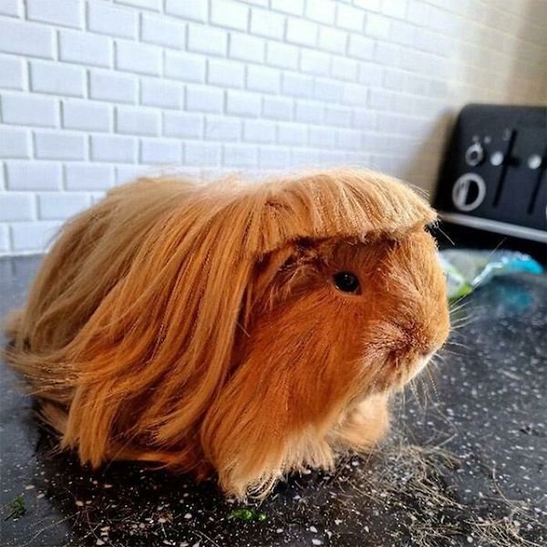 Awful Haircuts (31 pics)