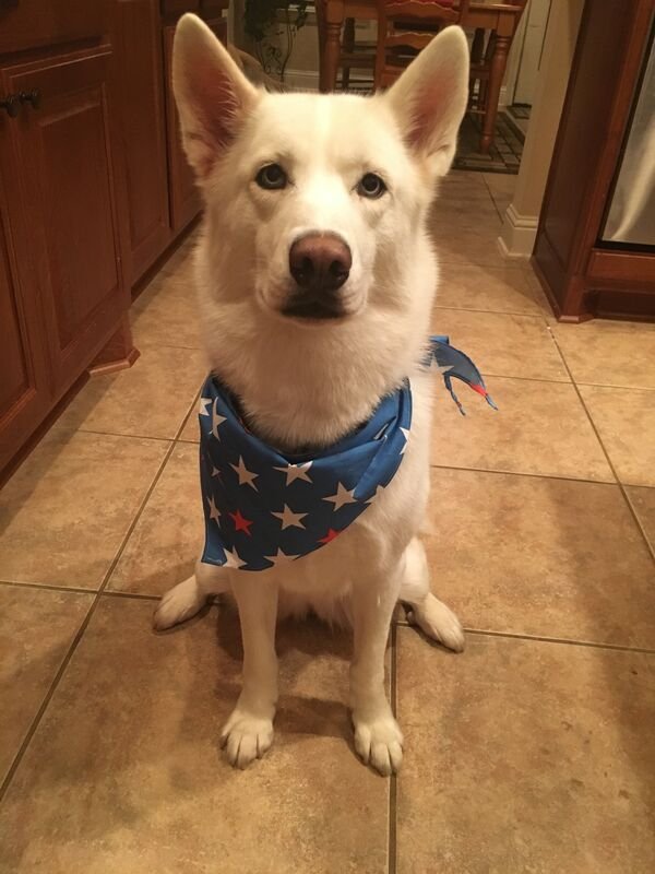 Cute Dogs (26 pics)