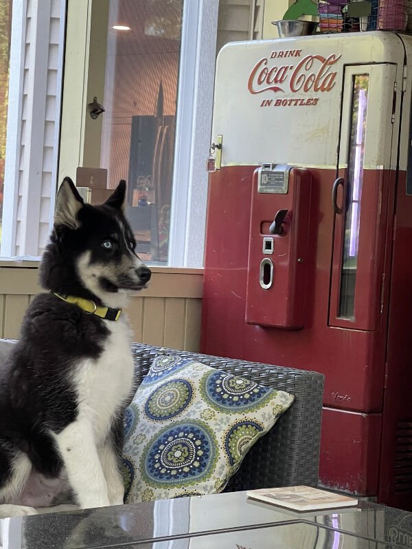 Cute Dogs (26 pics)