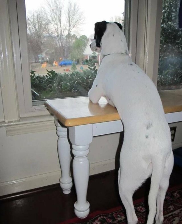 Funny Animals (17 pics)