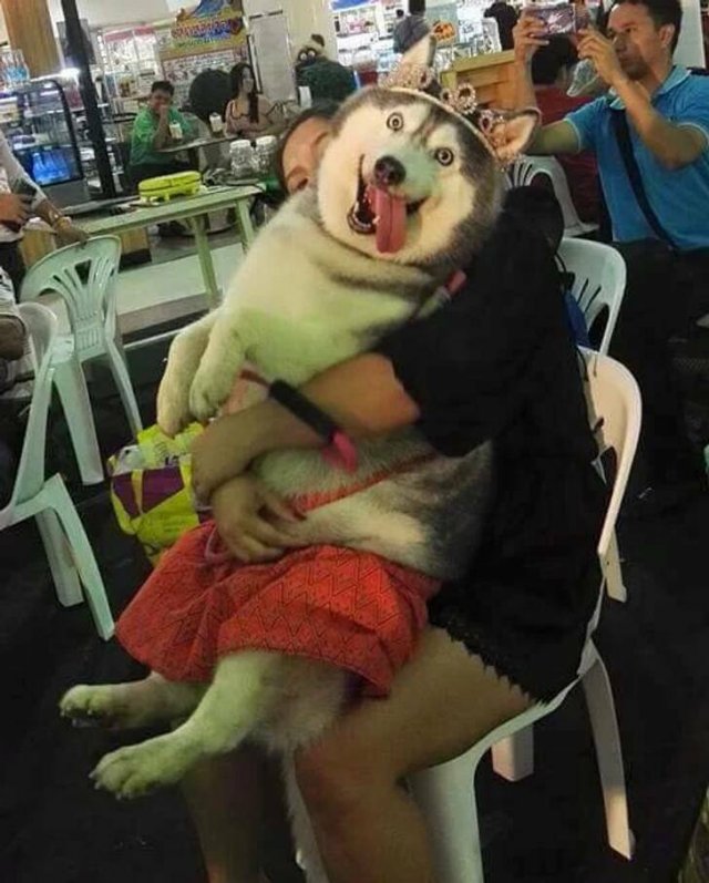 Funny Animals (17 pics)