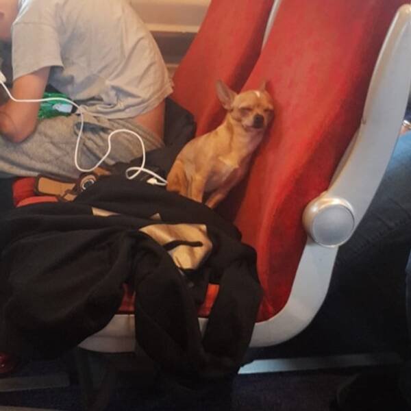 Funny Animals (17 pics)