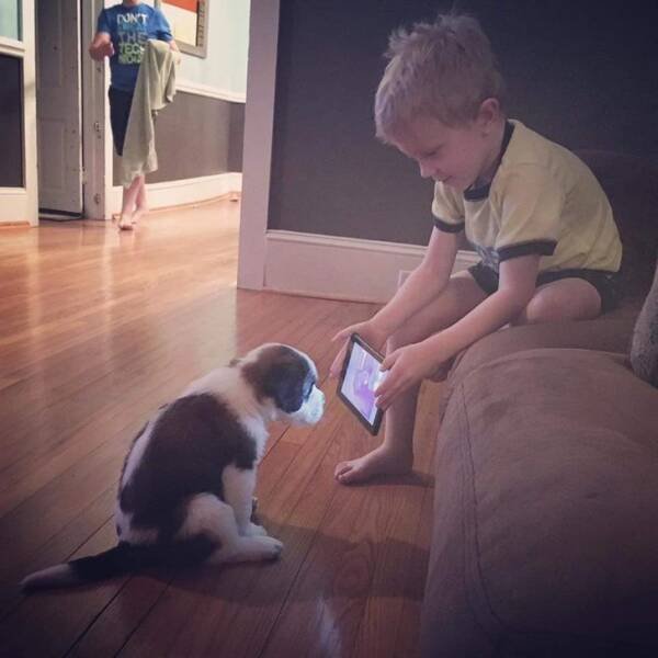 Funny Animals (17 pics)