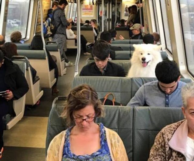 Funny Animals (17 pics)