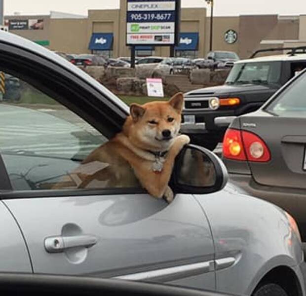 Funny Animals (17 pics)