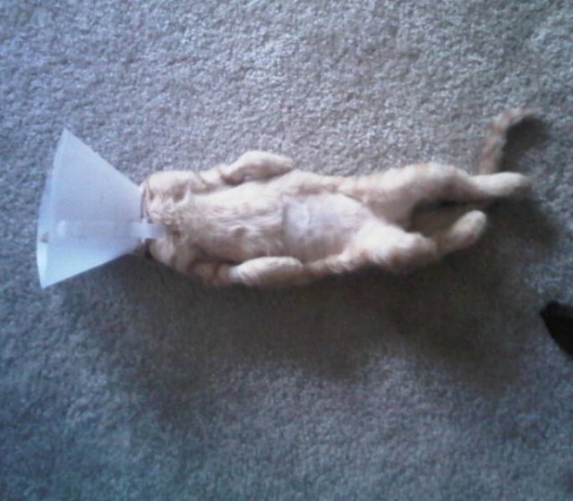 Funny Animals (17 pics)