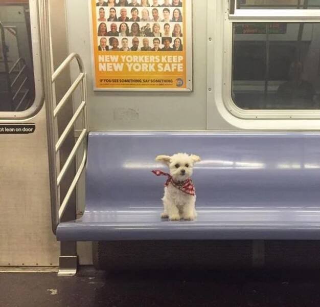 Funny Animals (17 pics)