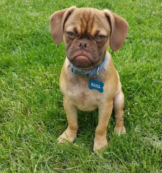 Funny Animals (17 pics)
