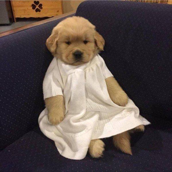Funny Animals (38 pics)