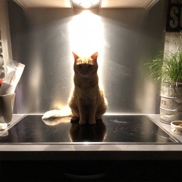 Cute Cats Love The Sun (21 pics)