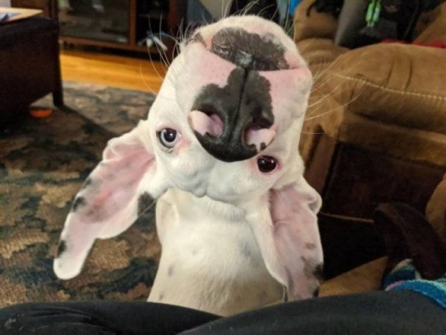 Funny Animals (38 pics)