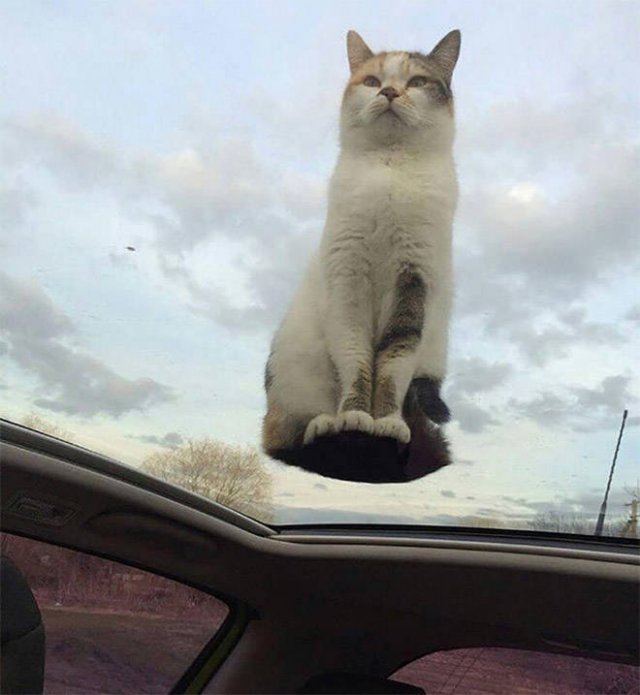 Cute Cats Love The Sun (21 pics)