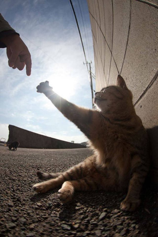 Cute Cats Love The Sun (21 pics)