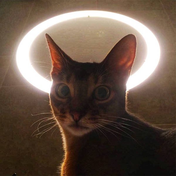 Cute Cats Love The Sun (21 pics)