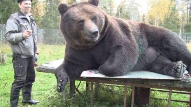Funny Animals (38 pics)