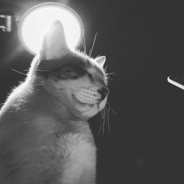Cute Cats Love The Sun (21 pics)
