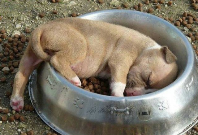 Funny Animals (38 pics)
