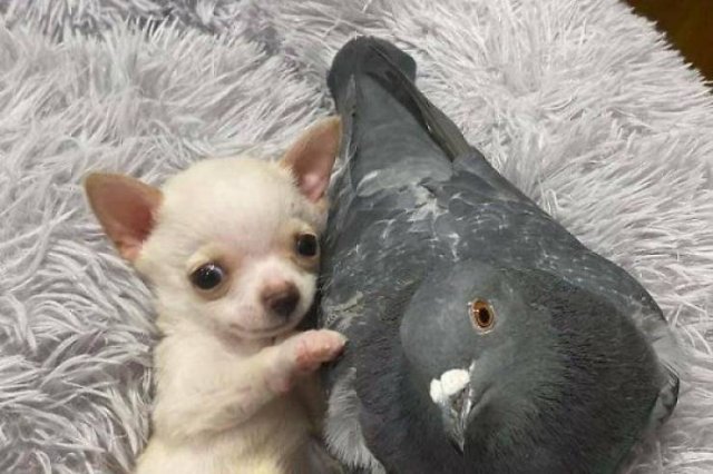 Funny Animals (38 pics)