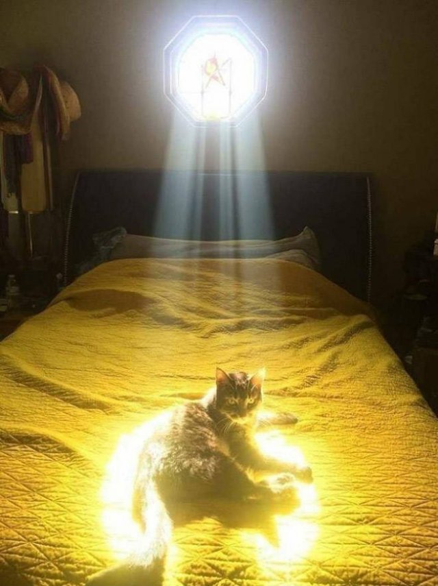 Cute Cats Love The Sun (21 pics)