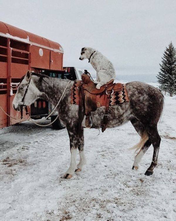 Funny Animals (38 pics)