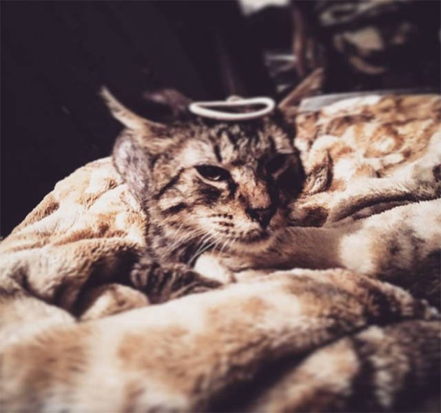 Cute Cats Love The Sun (21 pics)