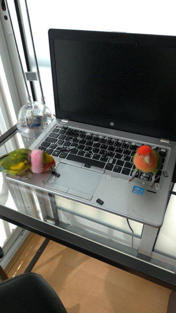 Funny Animals (38 pics)