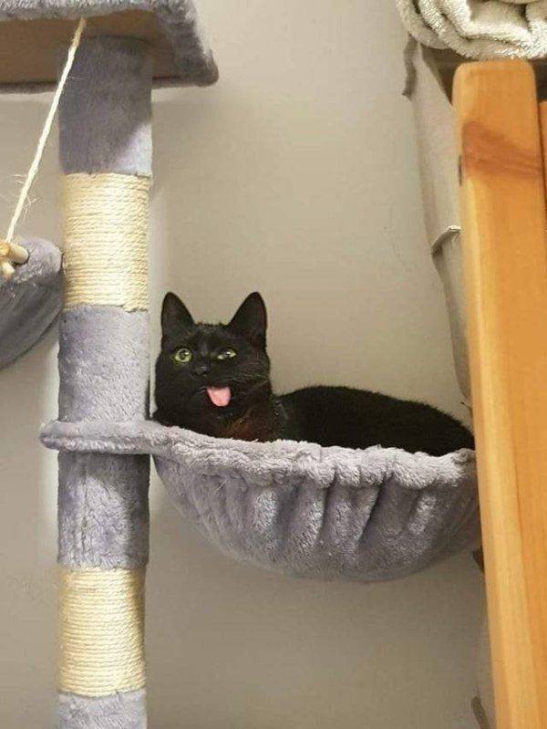 Funny Animals (38 pics)