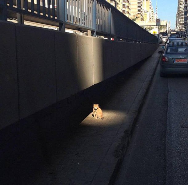 Cute Cats Love The Sun (21 pics)