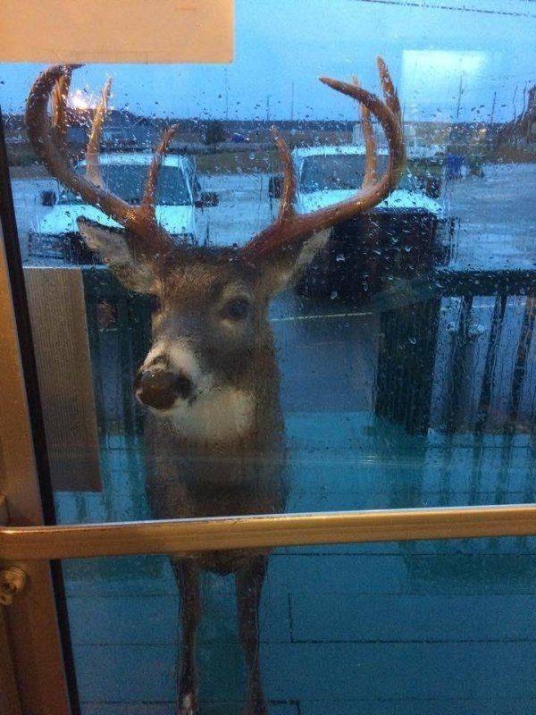 Funny Animals (38 pics)